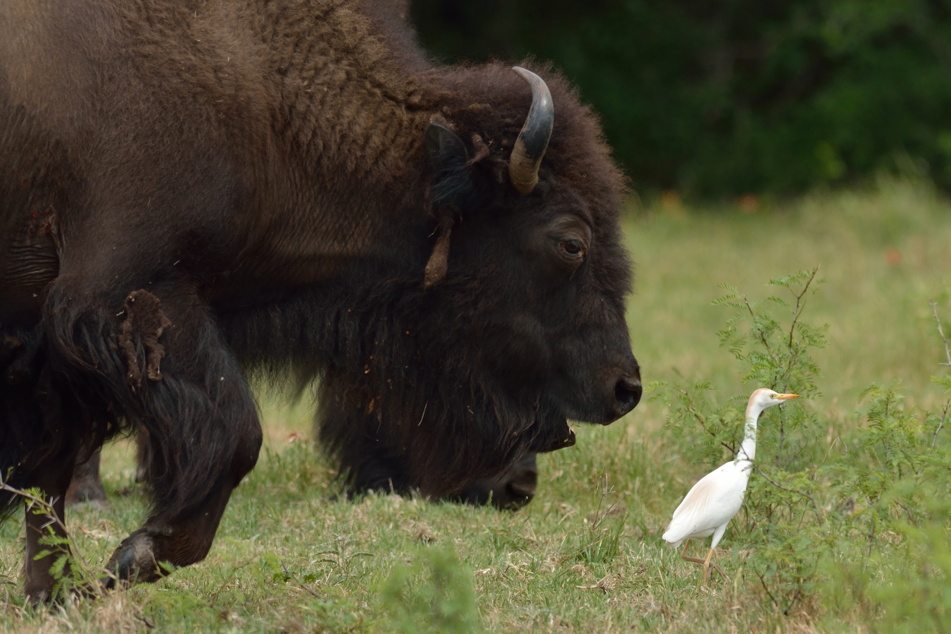 Koereiger (Bubulcus ibis)